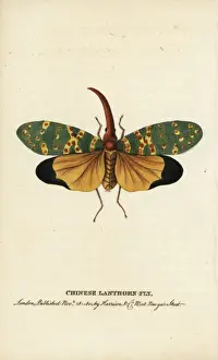 Chinese lanthorn fly, Pyrops candelarius