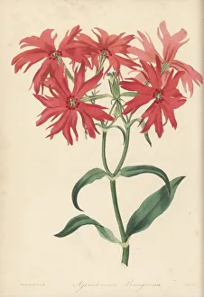 Volume 4 Prints: Chinese lychnis or jian chun luo, Lychnis senno