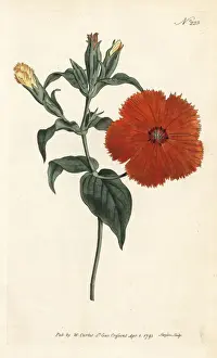 Sansom Prints: Chinese lychnis or ragged robin, Lychnis coronata