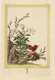 Enluminee Gallery: Chinese magnolia or dwarf magnolia, Magnolia nana