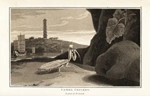 Aquatint Prints: Chinese mantis, Tenodera sinensis, with pagoda and junks