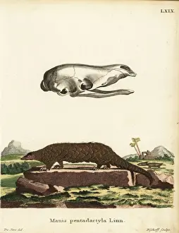 Jacques Prints: Chinese pangolin, Manis pentadactyla. Critically endangered