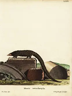 Chinese pangolin, Manis pentadactyla. Critically endangered