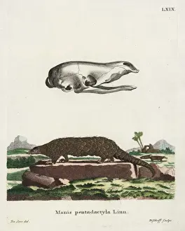 Jacques Prints: Chinese pangolin, Manis pentadactyla. Critically