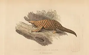Griffith Prints: Chinese pangolin, Manis pentadactyla. Endangered