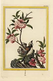 Prunus Gallery: Chinese peach blossom, Prunus persica