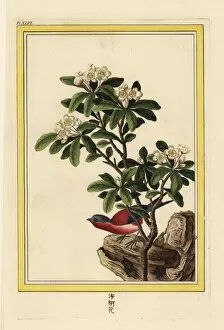 Curieuses Collection: Chinese pear tree in blossom, Pyrus pyrifolia
