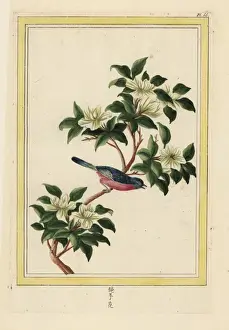 Chinese pear tree in blossom, Pyrus pyrifolia