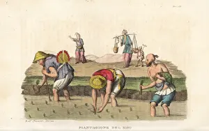 Rice Prints: Chinese peasants planting rice