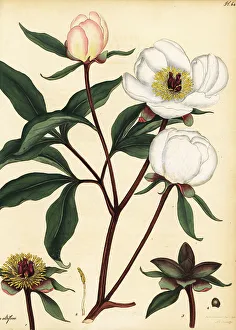 Henry Andrews Prints: Chinese peony, Paeonia lactiflora