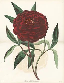 Chinese peony, Paeonia lactiflora