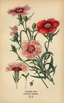 Horticulture Prints: Chinese pink, Dianthus chinensis