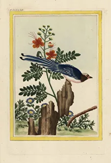 Enluminee Gallery: Chinese poinciana, Delonix regia