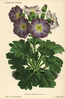 Primula Gallery: Chinese primrose, Primula sinensis var