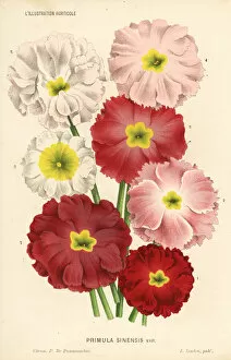 Primula Gallery: Chinese primrose varieties, Primula sinensis