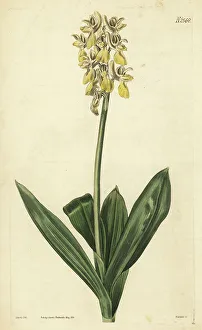 Whitley Prints: Chinese privet or wax-tree, Ligustrum lucidum