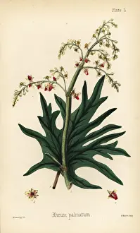 Sowerby Prints: Chinese rhubarb or da-huang, Rheum palmatum