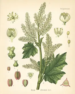 Adolph Prints: Chinese rhubarb, Rheum officinale