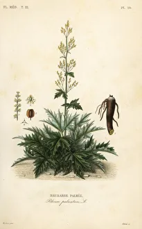Herincq Gallery: Chinese rhubarb or rhubarb root, Rheum palmatum
