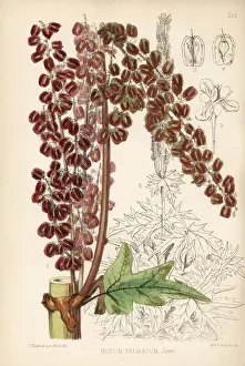 Chinese rhubarb, sharamoto, djumtsa or da-huang