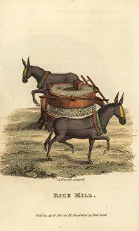Freschi Collection: Chinese rice mill with blindfolded mules turning