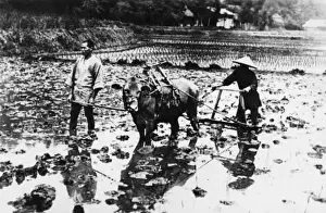 Harvesting Prints: Chinese Rice Fields