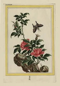Enluminee Gallery: Chinese rose, Rosa species