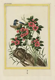 Chinese rose, Rosa species