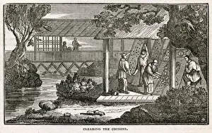 Chinese silk - cleaning the cocoons