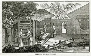 Chinese silk - feeding the silk worms