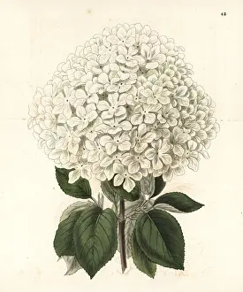 Sydenham Prints: Chinese snowball bush, Viburnum macrocephalum