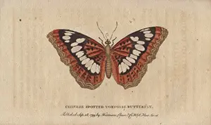 Nymphalis Prints: Chinese spotted tortoiseshell butterfly, Nymphalis