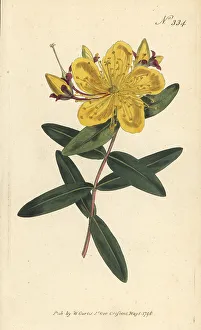Taiwan Prints: Chinese St. John's-wort, Hypericum monogynum