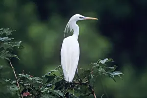 Egret Prints: CHINESE / Swinhoes EGRET - back view