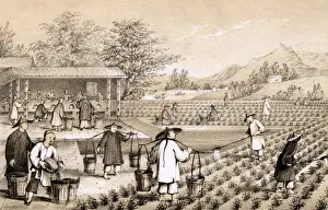 Chinese tea industry