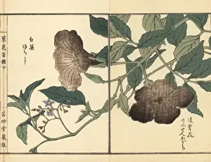 Gardenflower Prints: Chinese trumpet vine and lyreleaf nightshade