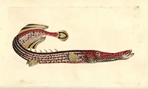 Chinese trumpetfish, Aulostomus chinensis