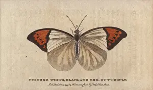 Chinese white, black and red butterfly