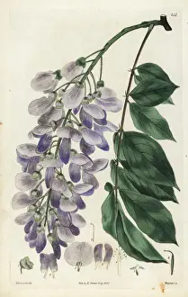 Dalton Prints: Chinese wisteria, Kraunhia chinensis