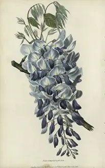 Richardmorris Prints: Chinese wisteria, Wisteria sinensis