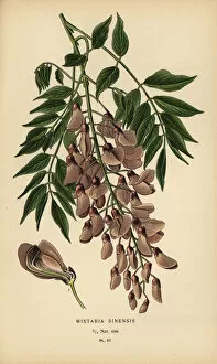 Bois Collection: Chinese wisteria, Wisteria sinensis