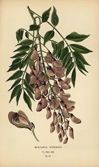 Gardening Prints: Chinese wisteria, Wisteria sinensis