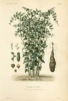 Chine Gallery: Chinese yam or cinnamon-vine, Dioscorea polystachya
