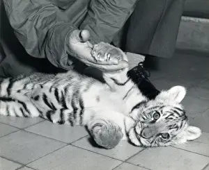 Chipperfields Circus - Tiger - Kumar