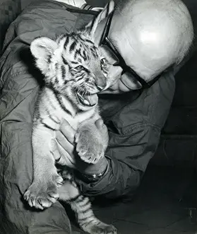 Chipperfields Circus - Tiger - Kumar