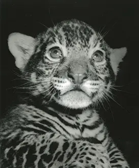Chipperfields Circus - Tiger - Kumar