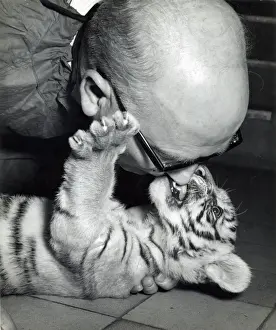 Chipperfields Circus - Tiger - Kumar