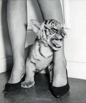Chipperfields Circus - Tiger - Kumar