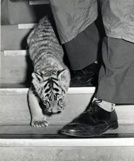 Chipperfields Circus - Tiger - Kumar