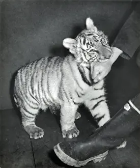 Chipperfields Circus - Tiger - Kumar